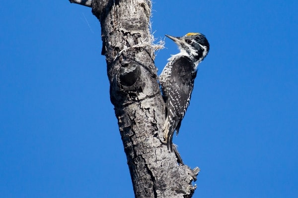 American Three-toed Woodpecker