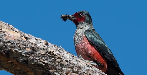 Lewis's Woodpecker in California