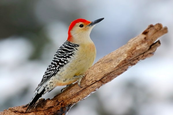 Red-Bellied Woodpecker