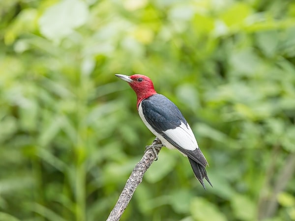 Red-headed woodpecker