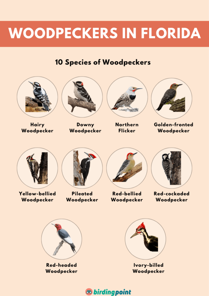 Woodpeckers in Florida poster