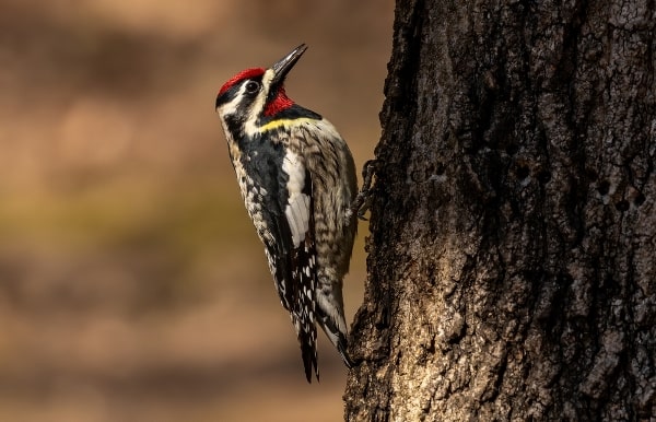 Yellow-bellied Sapsucker