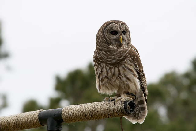 barred owl in Indiana