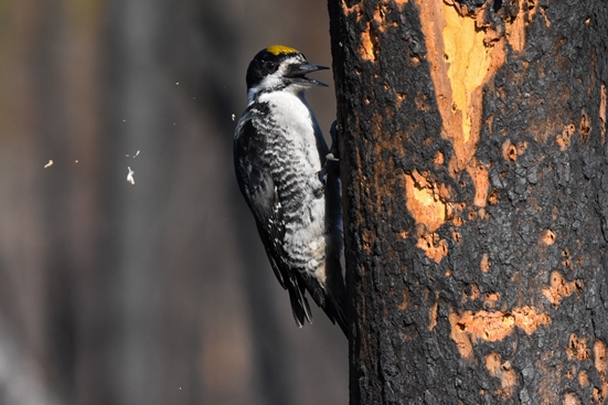 black backed woodpecker in california