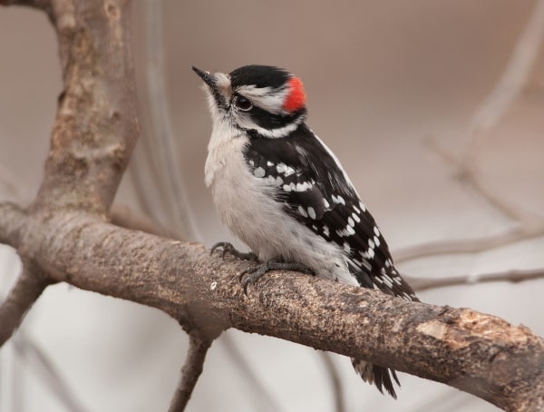 downy woodpecker in California