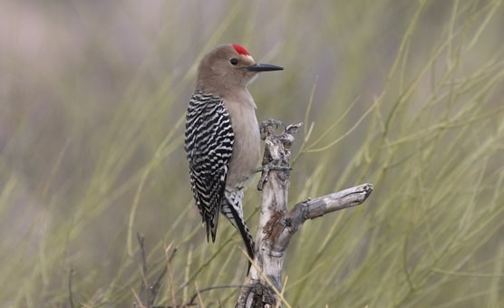 Gila Woodpecker in California