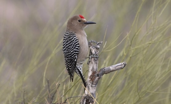 Gila Woodpecker