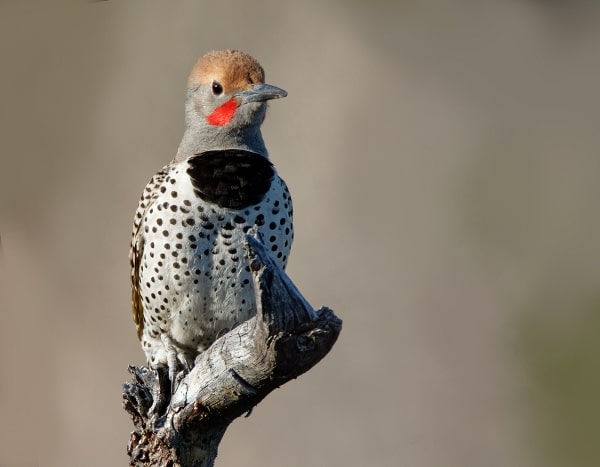 gilded flicker