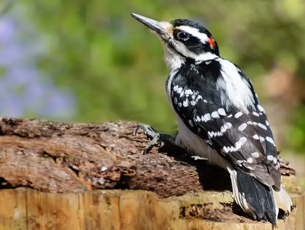 Hairy Woodpecker in California