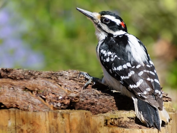 Hairy Woodpecker