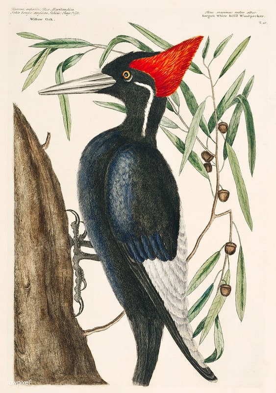 ivory billed woodpecker