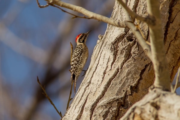 Ladder-backed woodpecker