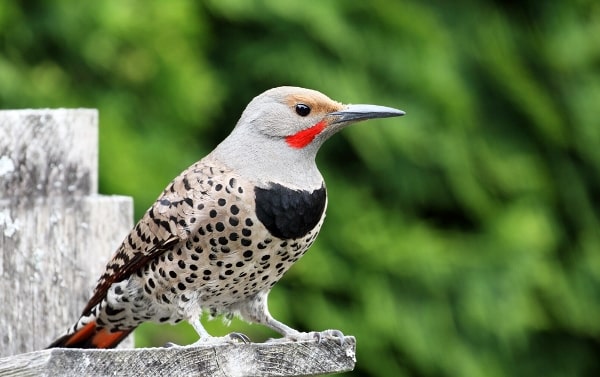 northern flicker in California