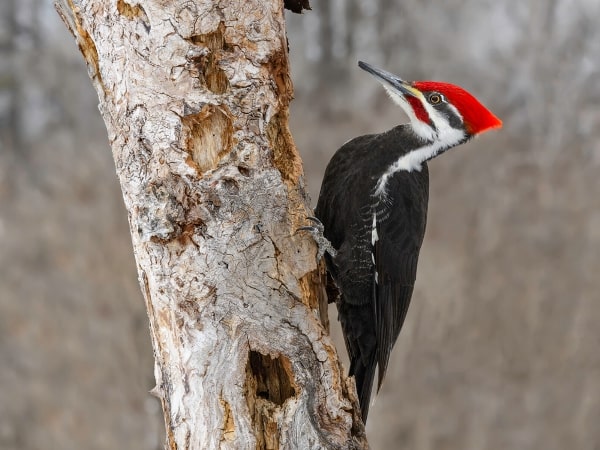 pileated woodpecker