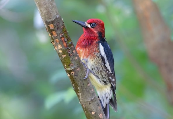 Red breasted sapsucker in California