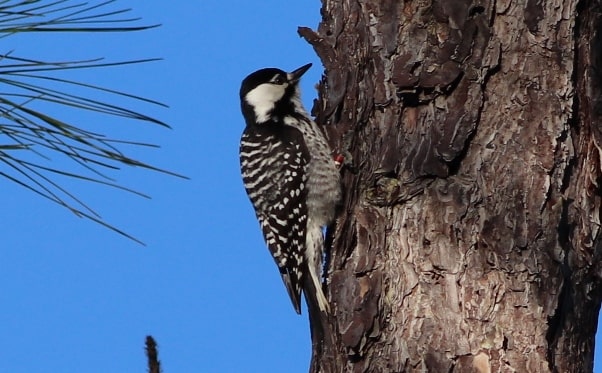 Red-cockaded Woodpecker