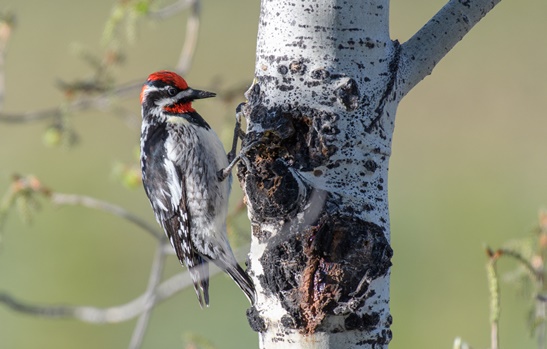 Red-naped Sapsucker in California