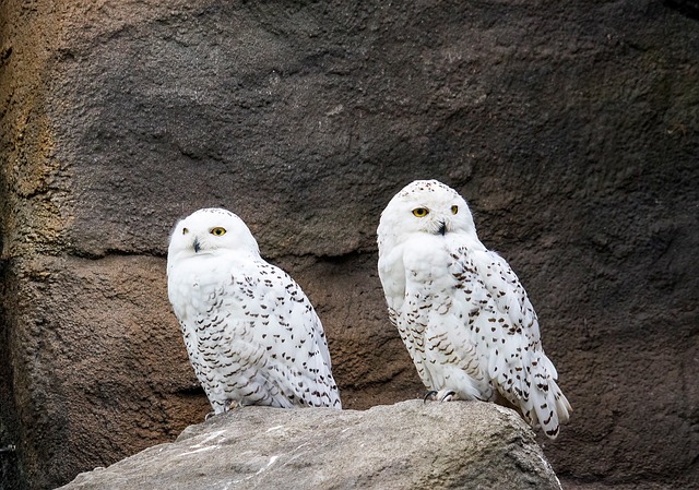 snowy owl in Indiana