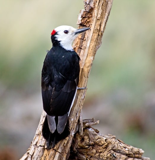 white headed woodpecker in California