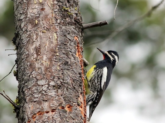 Williamson's Sapsucker in California