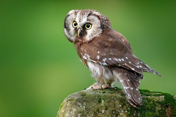 Boreal Owl