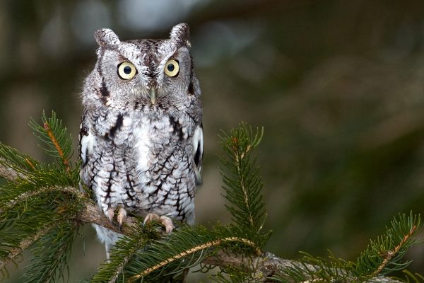 Eastern Screech Owl