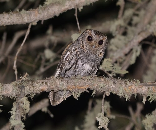 Flammulated Owl