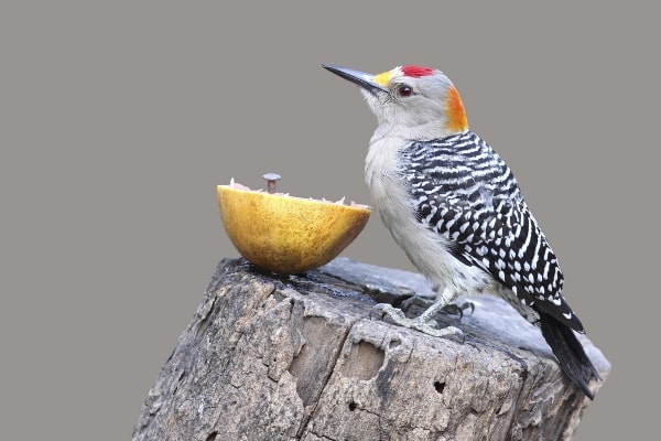 Golden-fronted Woodpecker