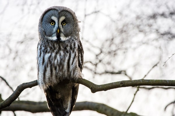 Great Gray Owl