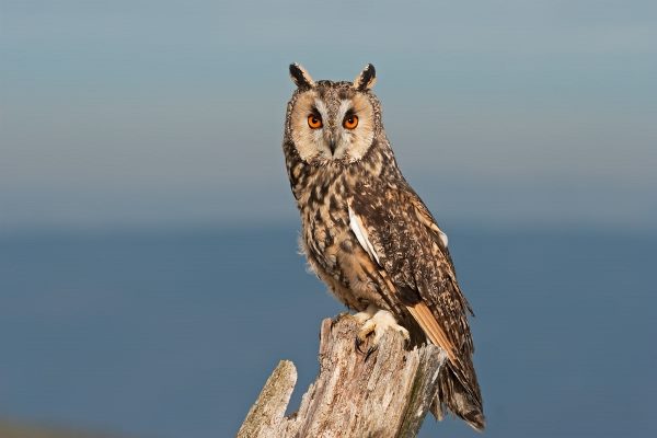 Long Eared Owl