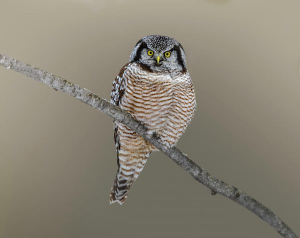 Northern Hawk Owl