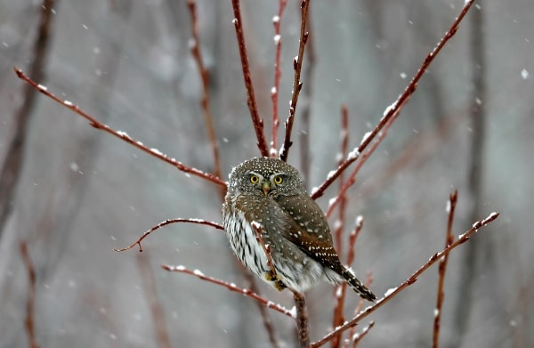 Northern Pygmy Owl