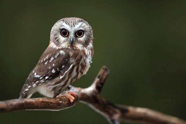 Northern Saw Whet Owl