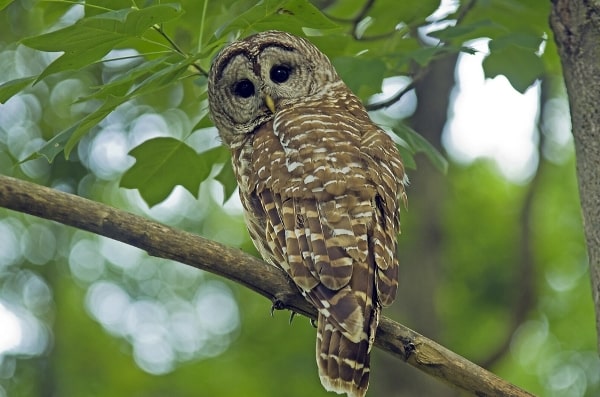 Spotted Owl