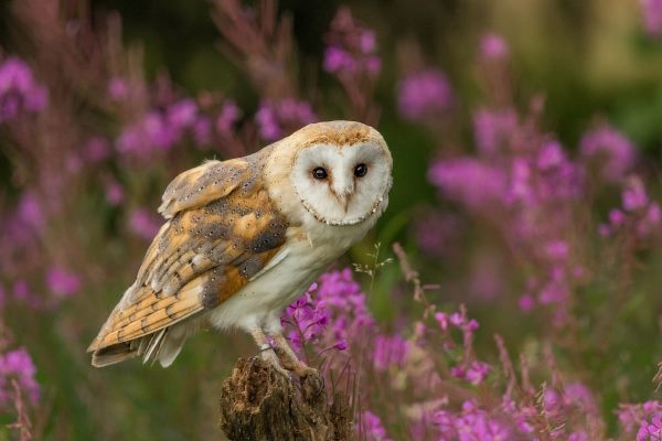 barn owl