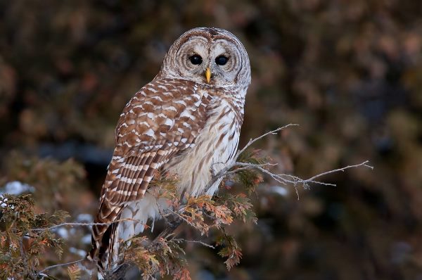 barred owl