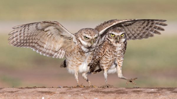 burrowing owl