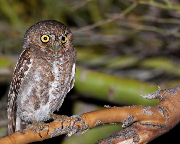 elf owl