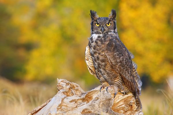 great horned owl