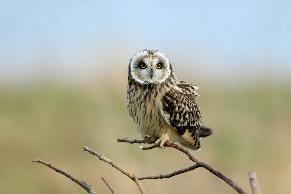 short eared owl