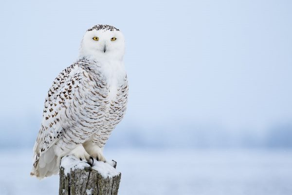 snowy owl