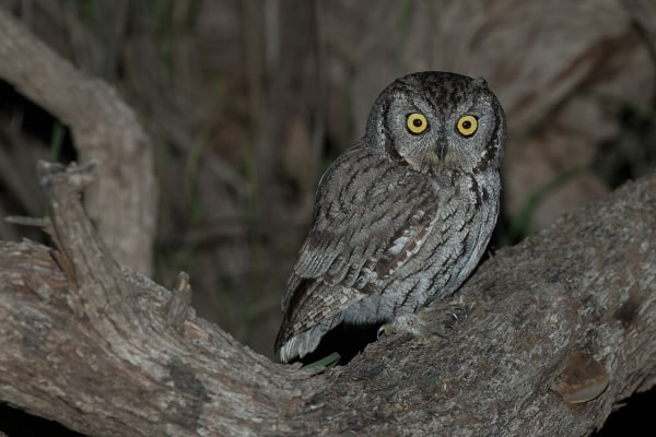 western screech owl