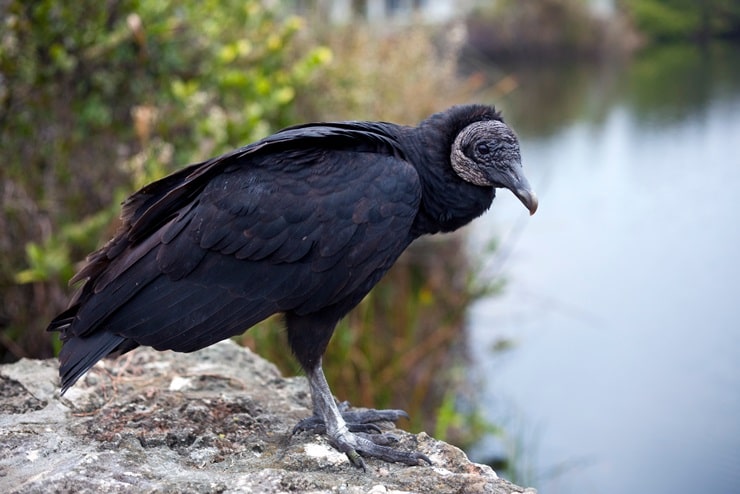 Black Vulture