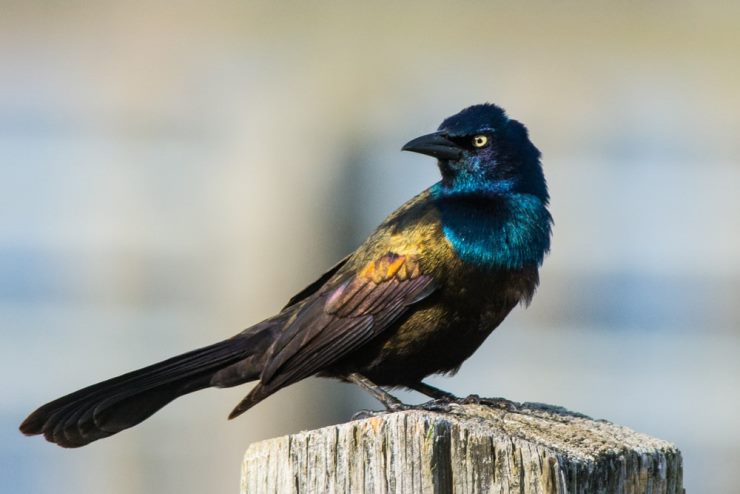 Common Grackle