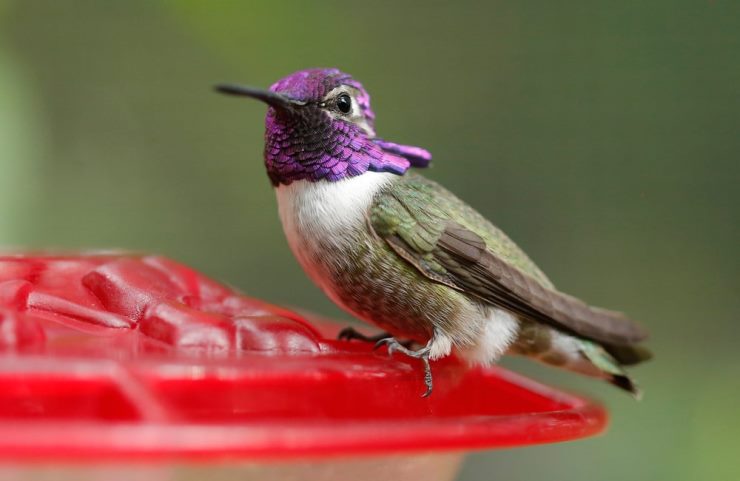 Costa’s Hummingbird