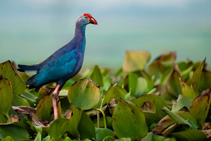 Grey-headed Swamphen