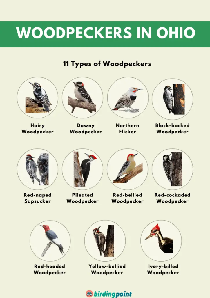 Ohio Woodpeckers Pictures