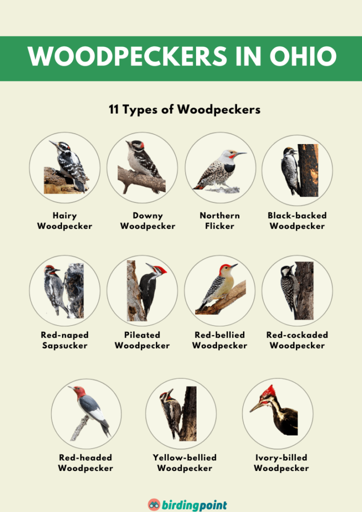 Ohio Woodpeckers Pictures