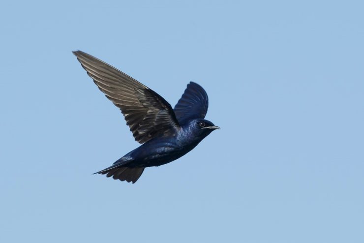 Purple Martin