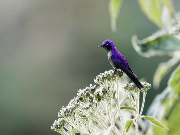 Purple-backed Thornbill